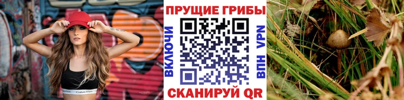Галлюциногенные грибы Psilocybe  Данков 